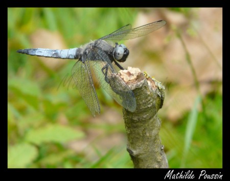 Libellule fauve - Libellula fulva mâle